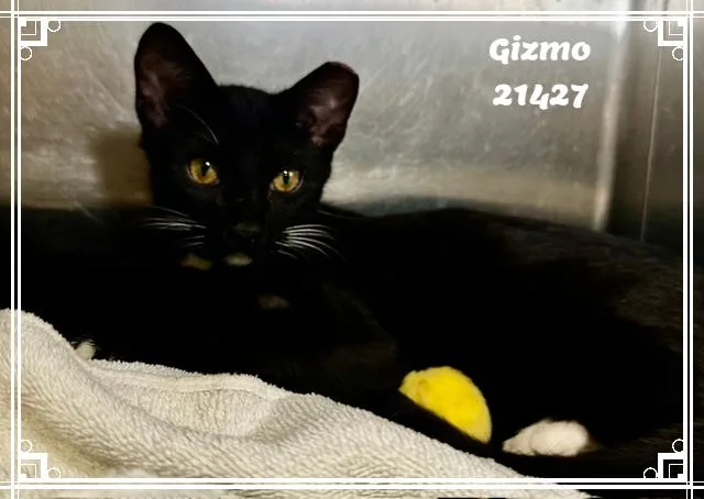 A baby medium-sized male Black & White / Tuxedo Domestic Short Hair cat named GIZMO see also FRANKIE for adoption in Marietta, GA