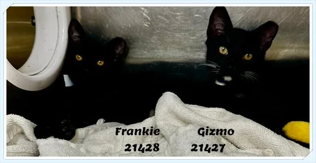 GIZMO see also FRANKIE thumbnail 2