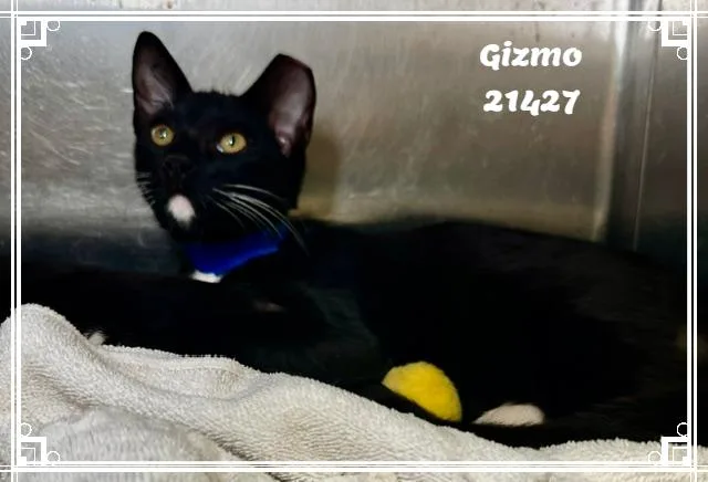 GIZMO see also FRANKIE thumbnail 3