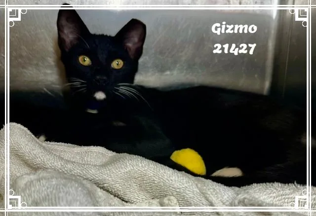 GIZMO see also FRANKIE thumbnail 4