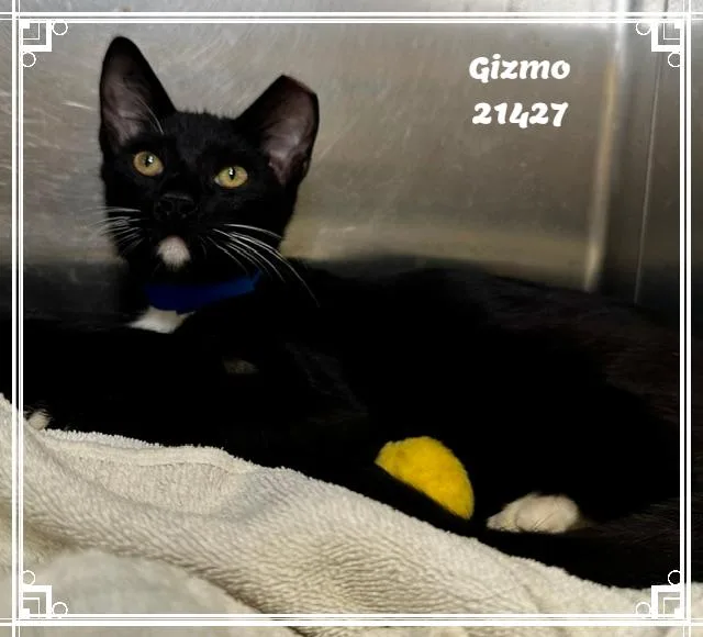 GIZMO see also FRANKIE thumbnail 5