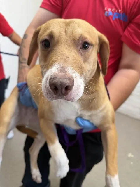 An adult medium-sized male Pit Bull Terrier dog named Thumper for adoption in San Bernardino, CA
