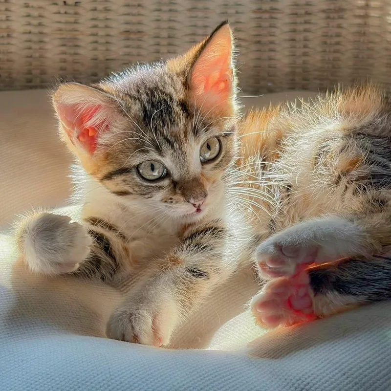 A baby small-sized female Calico Domestic Short Hair cat named Elena for adoption in Chapel Hill, NC