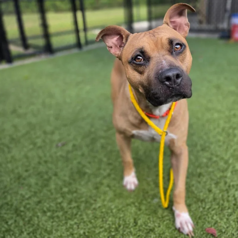 An adult medium-sized male Brown / Chocolate Pit Bull Terrier dog named Mordecai for adoption in Greensboro, NC