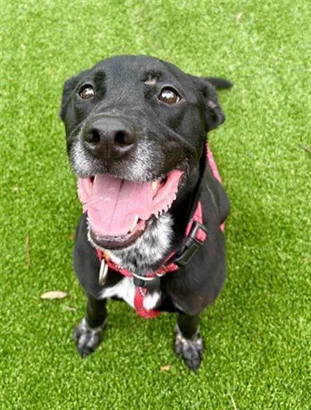 An adult medium-sized male Mixed Breed dog named Todd for adoption in Jacksonville, FL