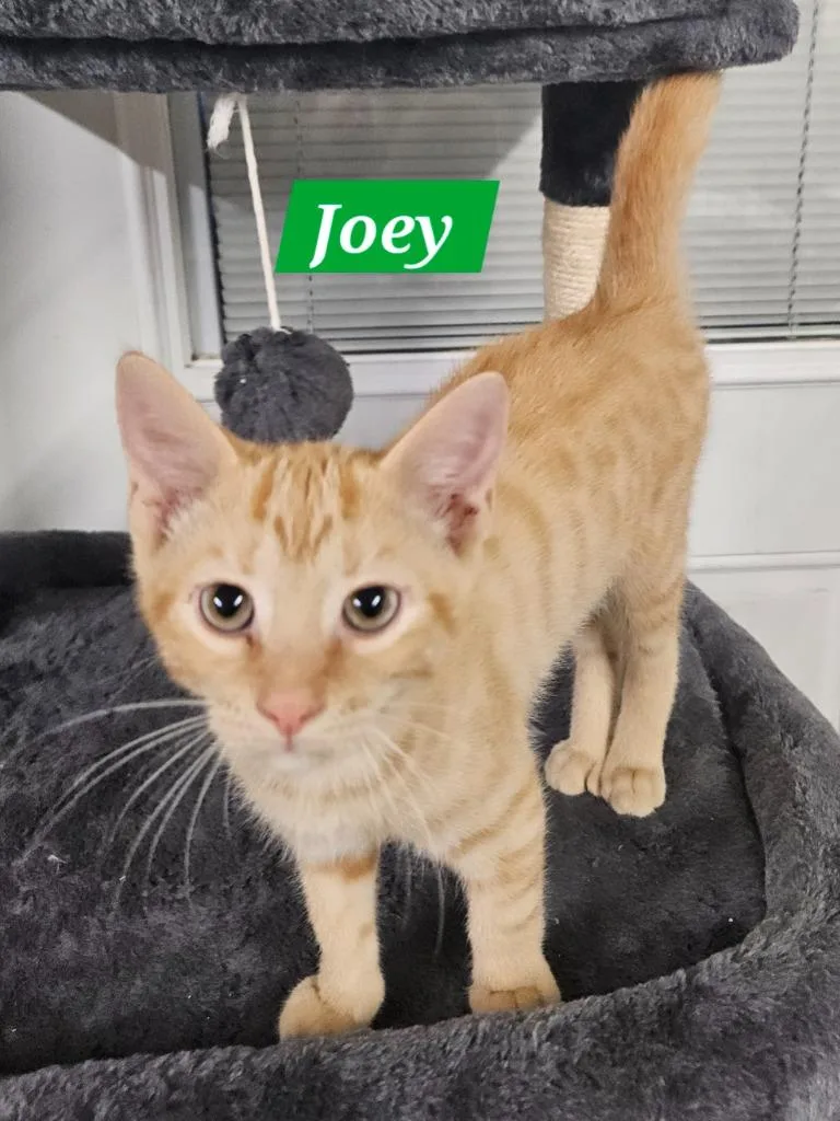 A baby medium-sized male Domestic Short Hair cat named Joey for adoption in Manchester, TN