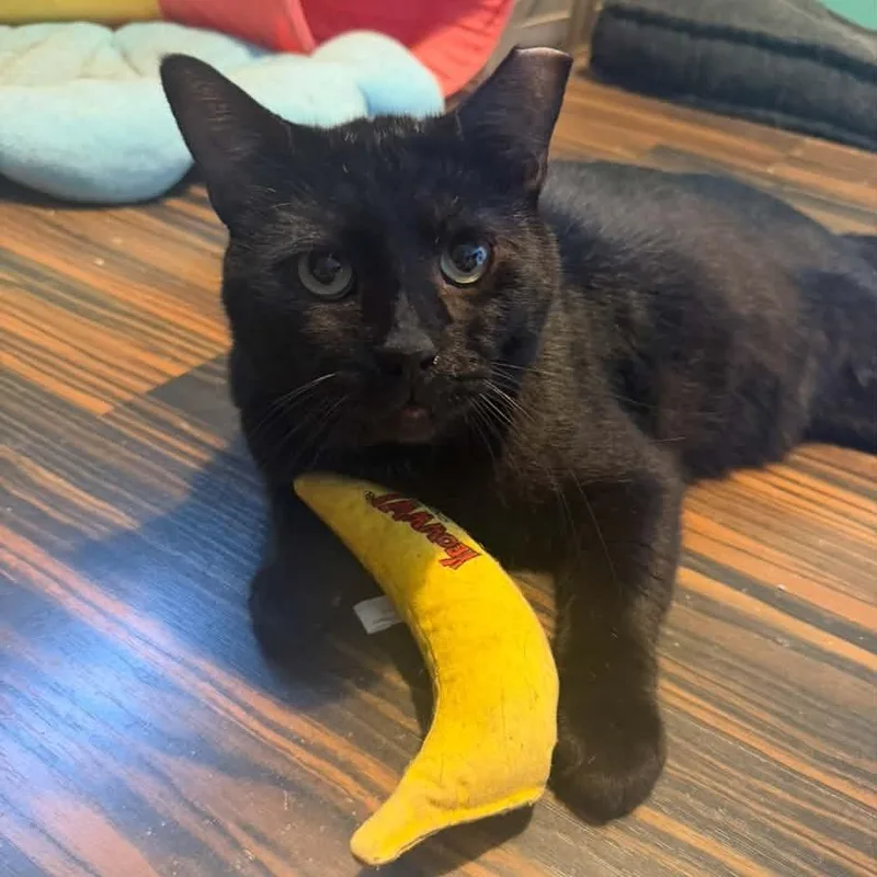 An adult small-sized male Black Domestic Short Hair cat named Bear Bear for adoption in Hattiesburg, MS