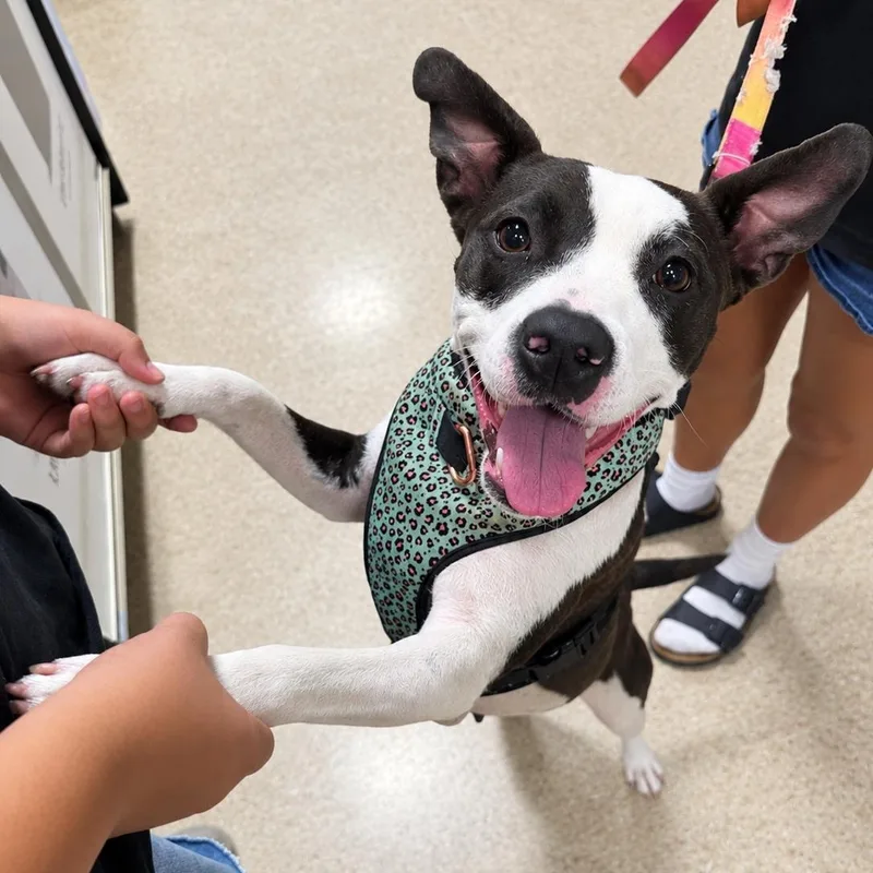 A baby medium-sized female Pit Bull Terrier dog named Tacolandia for adoption in Fresno, CA