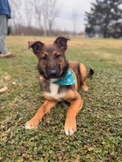 A young medium-sized female Black Shepherd dog named Lisa for adoption in Upper Sandusky, OH