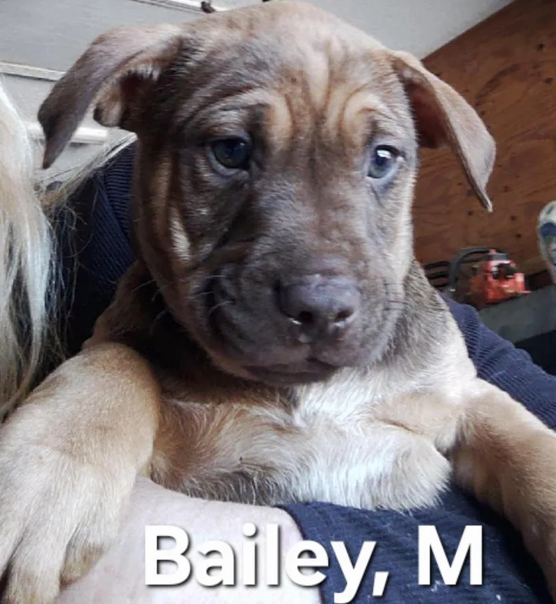 A baby large-sized male White / Cream Shepherd dog named Bailey for adoption in Parma, OH
