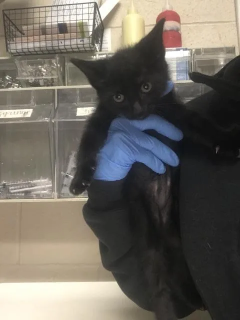 A baby small-sized male Domestic Short Hair cat named A for adoption in Conroe, TX