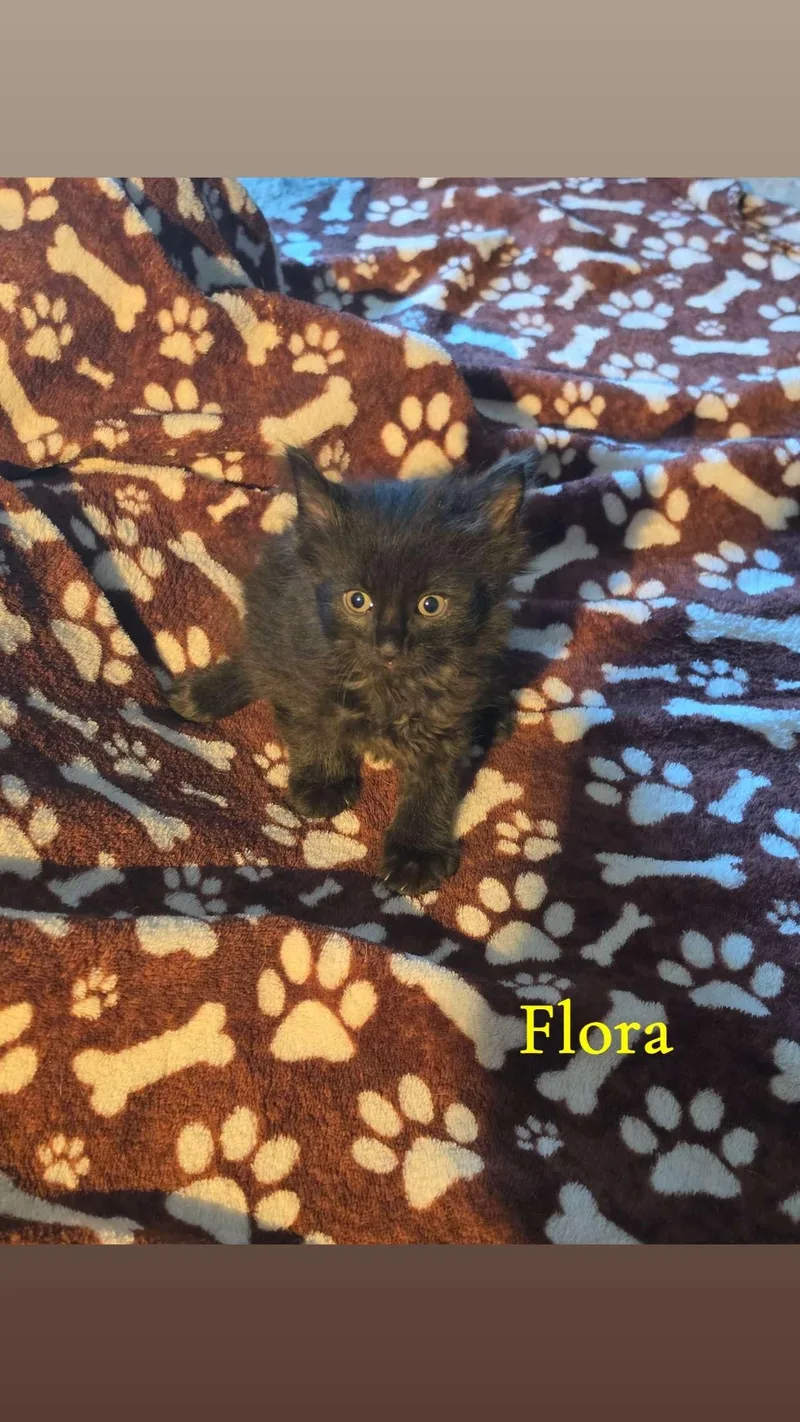 A baby medium-sized female Black Domestic Medium Hair cat named Flora for adoption in Medinah, IL