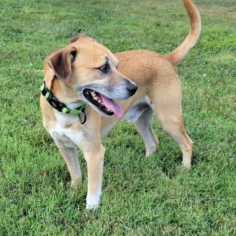 A senior medium-sized male Brown / Chocolate Border Terrier dog named Milano for adoption in La Grange, KY