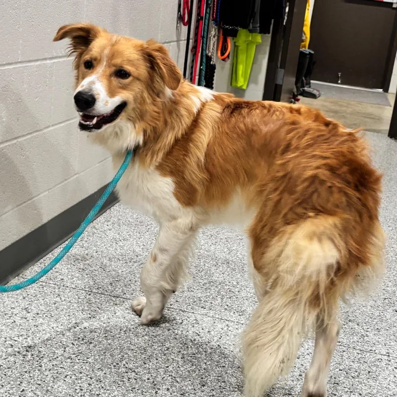A young medium-sized male Sable Collie dog named Jeb for adoption in Smithville, TN