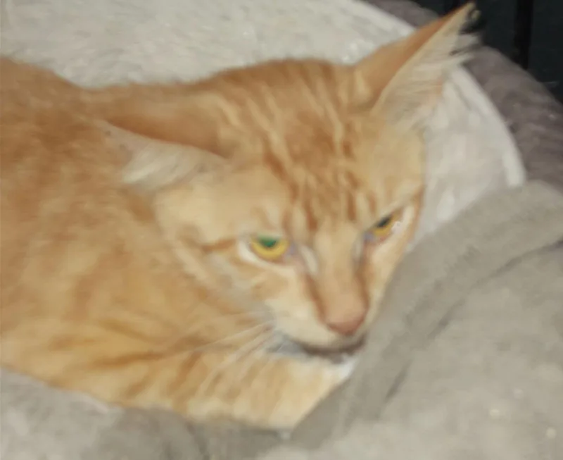 An adult medium-sized female American Shorthair cat named Mango for adoption in Naples, FL