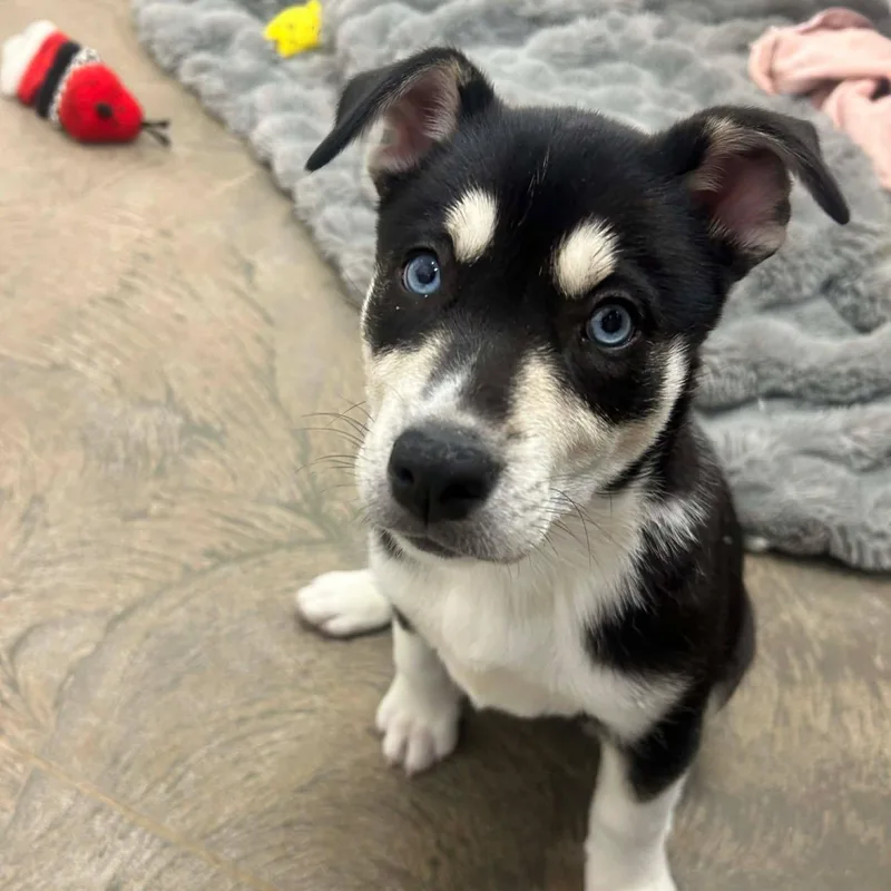 A young medium-sized female Black Husky dog named Velma for adoption in Roosevelt, UT