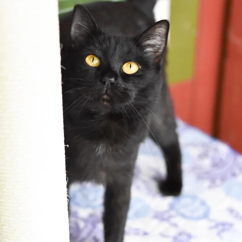 An adult medium-sized female Black Domestic Short Hair cat named Bellatrix for adoption in Kailua Kona, HI