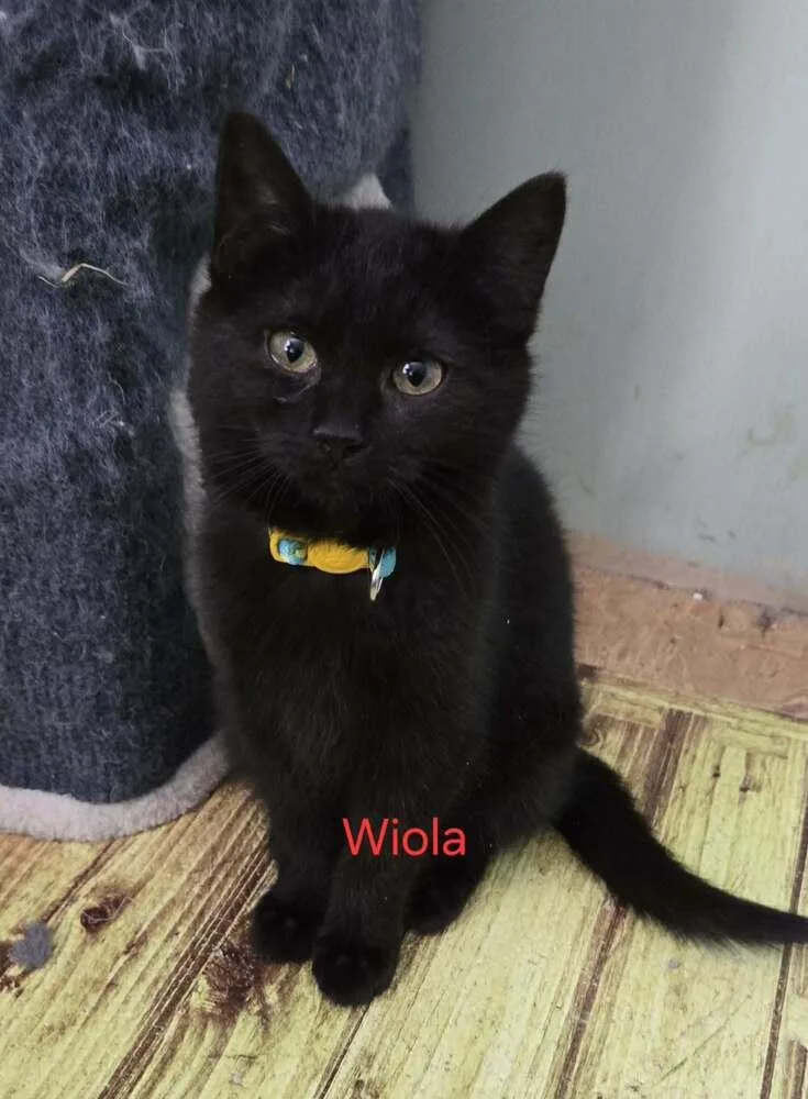 A baby medium-sized female Black Domestic Short Hair cat named Wiola for adoption in Greene, NY