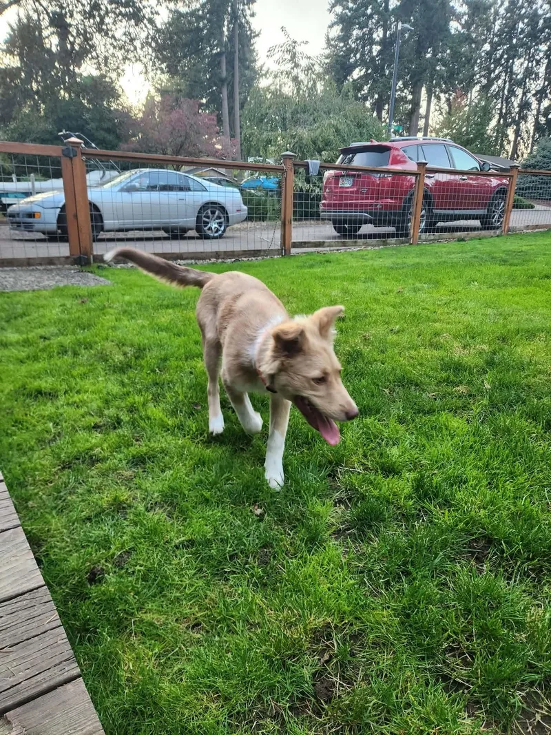 A baby medium-sized female Collie dog named Maisel for adoption in Eugene, OR