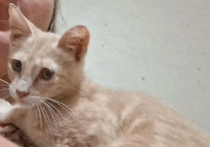 Gizmo thumbnail 6
