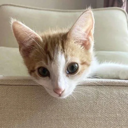 A baby small-sized male Orange / Red Domestic Short Hair cat named Bowie for adoption in Atlanta, GA