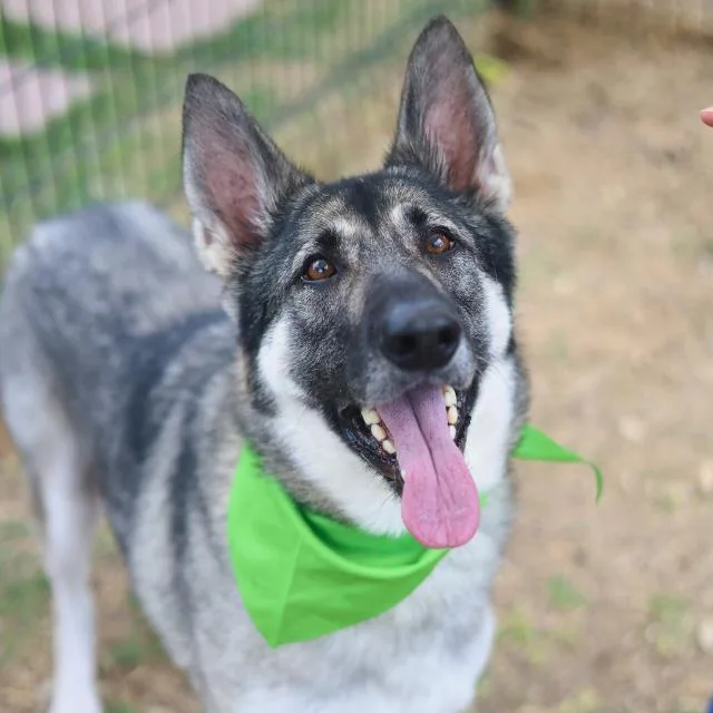 An adult large-sized female German Shepherd Dog dog named Wren for adoption in San Antonio, TX