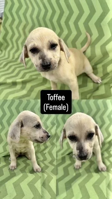A baby medium-sized female Catahoula Leopard Dog dog named Toffee for adoption in Manchester, CT