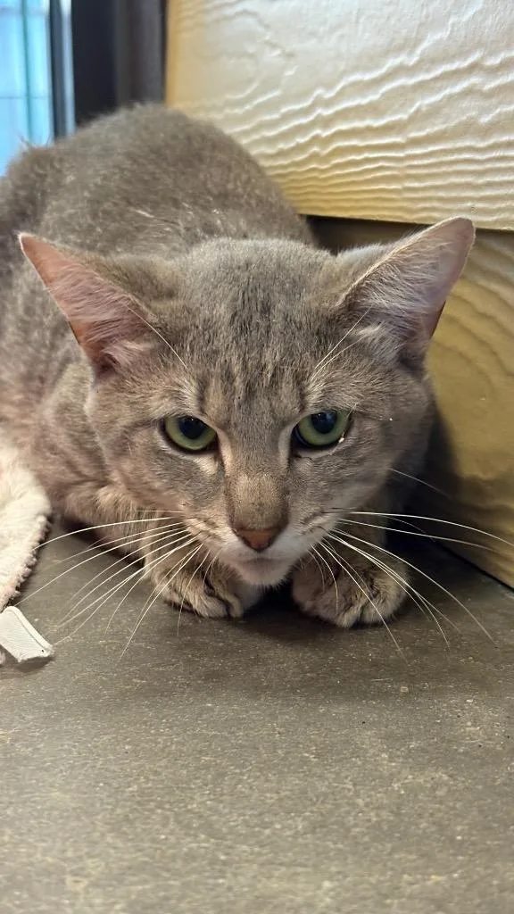 A young large-sized male Domestic Short Hair cat named Joseph for adoption in Clarksville, TN