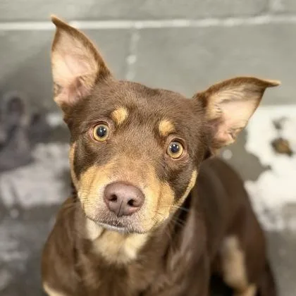 An adult medium-sized female Brown / Chocolate Chihuahua dog named Nyla for adoption in Sacramento, CA