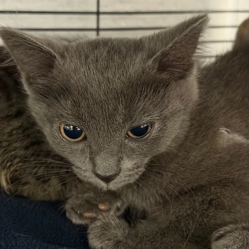 A baby small-sized female Gray / Blue / Silver Domestic Short Hair cat named Daisy for adoption in Hampton Bays, NY