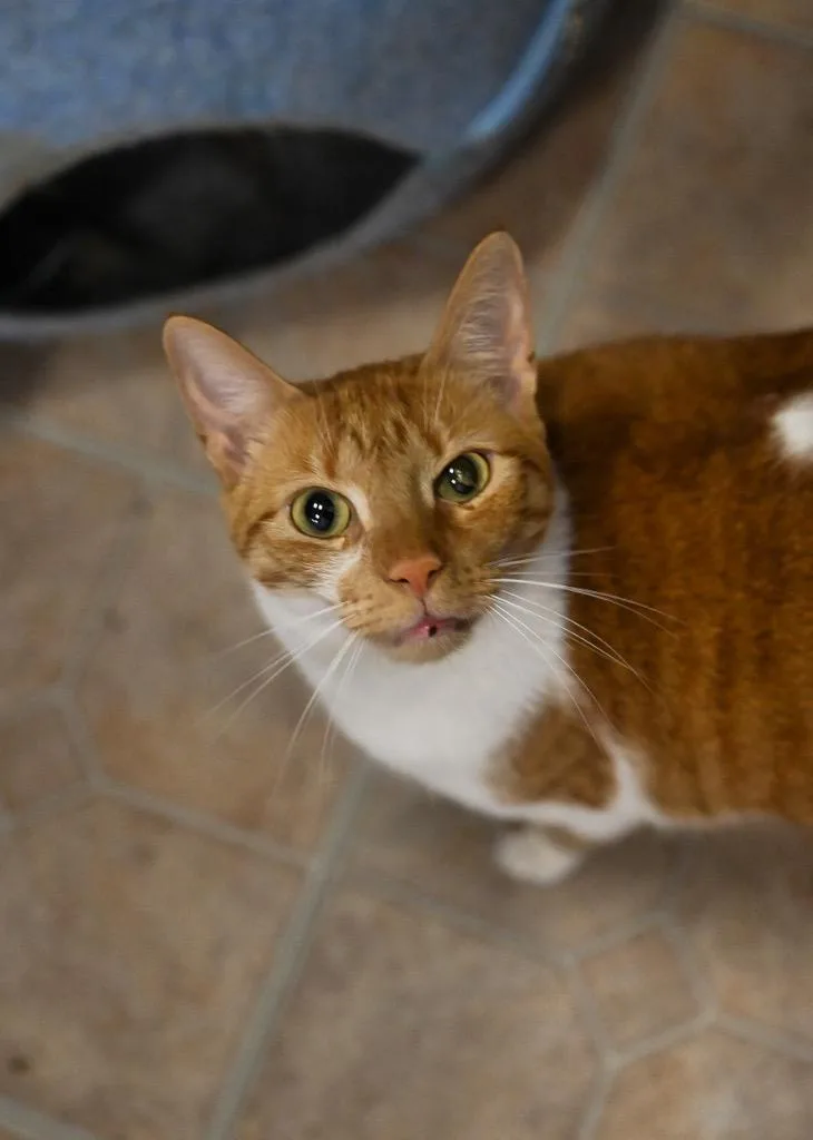 A young large-sized male Domestic Short Hair cat named Yoga for adoption in St. James City, FL