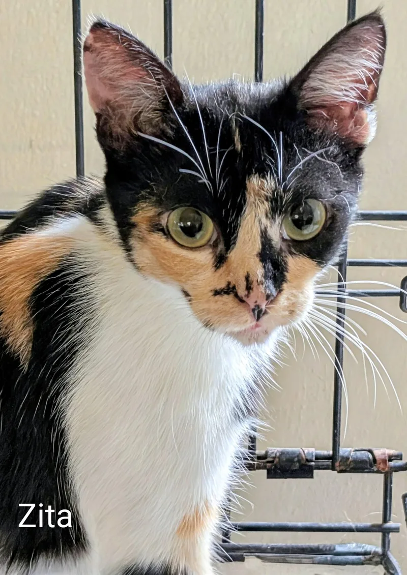 A young small-sized female Calico Domestic Short Hair cat named Zita for adoption in Colfax, IA