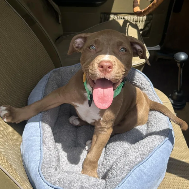 A baby small-sized male Brown / Chocolate Mixed Breed dog named Zamboni for adoption in Gainesville, FL