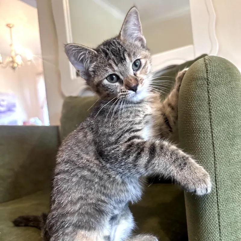 A baby small-sized female Torbie Domestic Short Hair cat named Mrs. Puff for adoption in St. Paul, MN