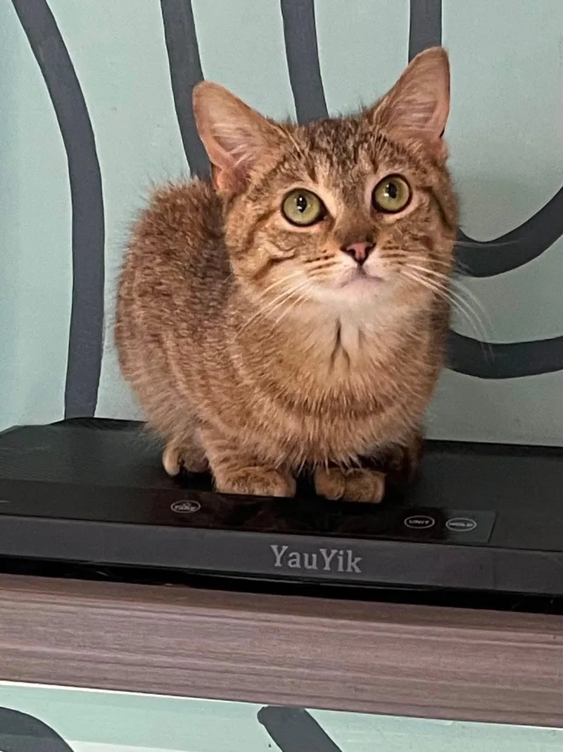 A young medium-sized female Domestic Short Hair cat named Whitney for adoption in Oakboro , NC