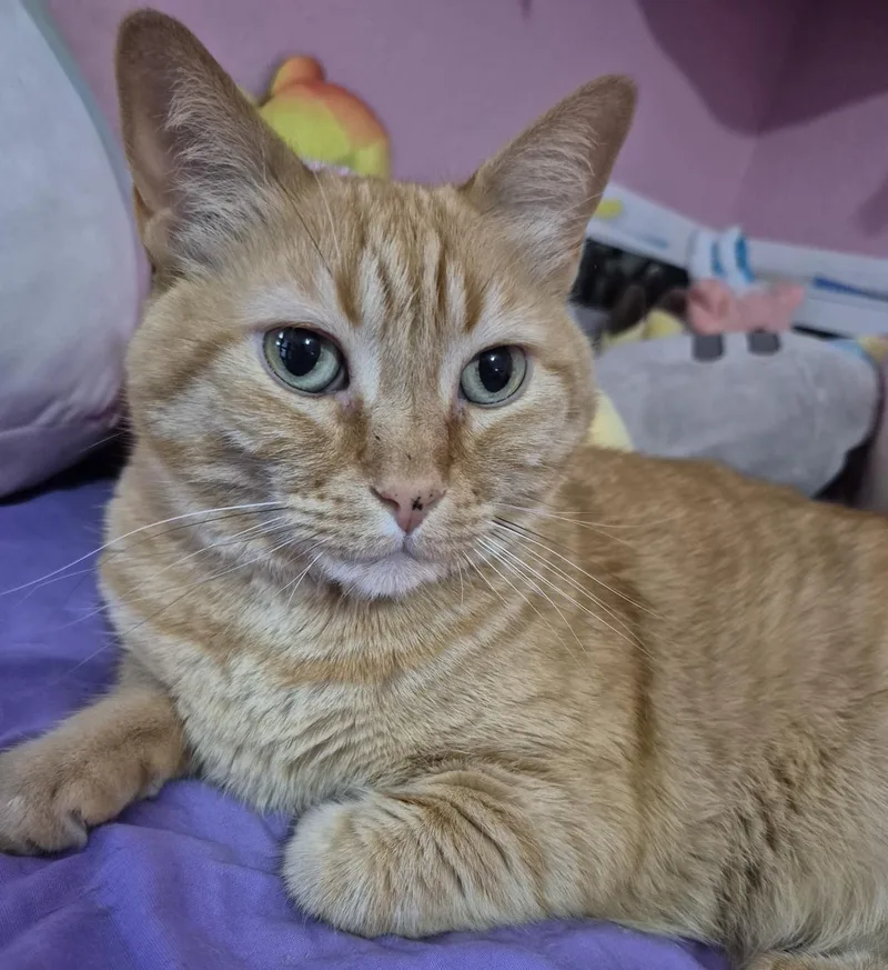 An adult medium-sized female Domestic Short Hair cat named Melly Vanelly for adoption in Chandler, AZ