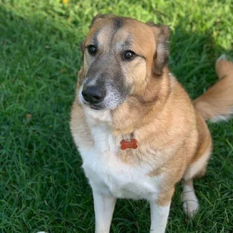 Dumpling thumbnail 2