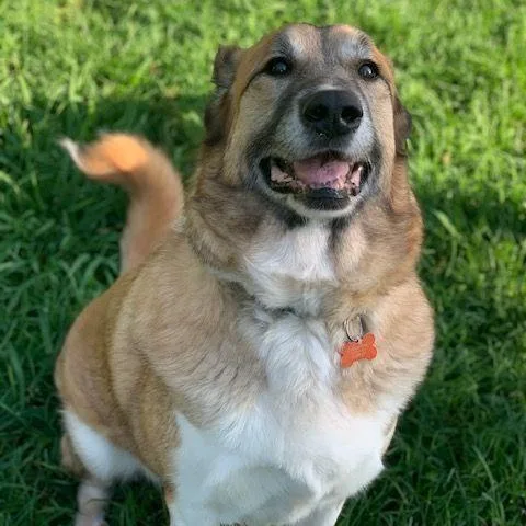 Dumpling thumbnail 3