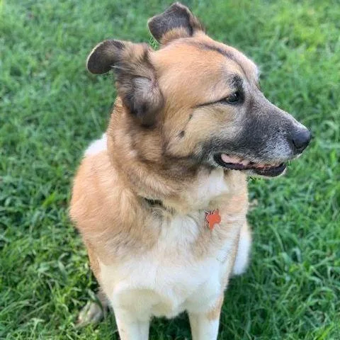 Dumpling thumbnail 4