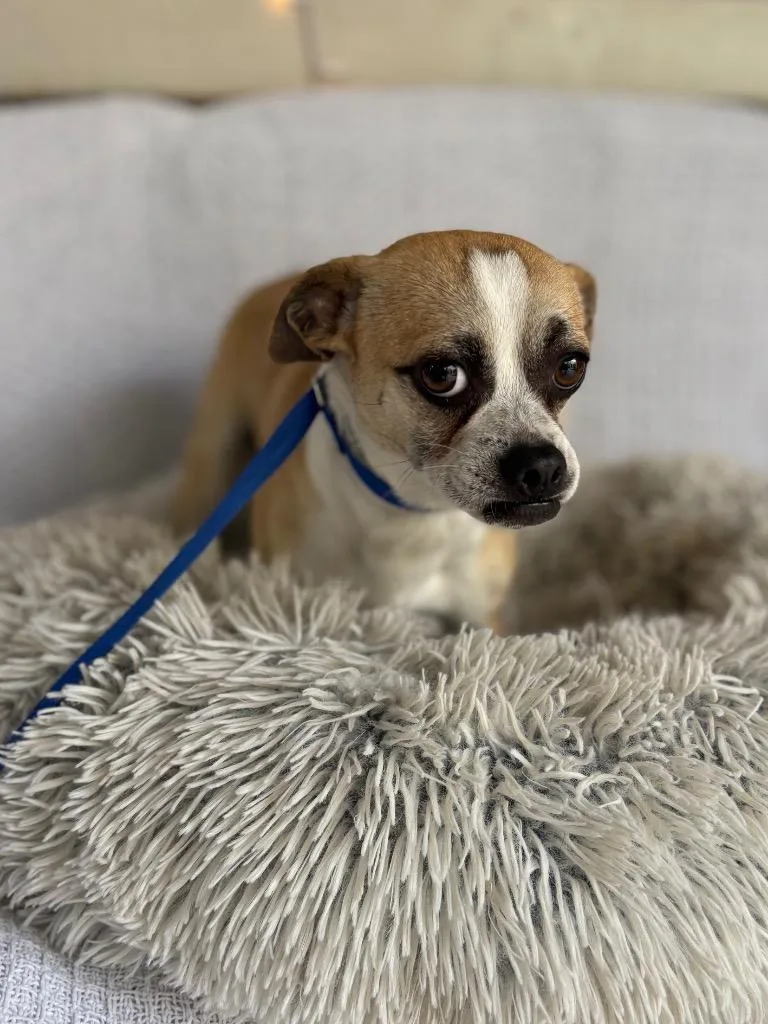 A young small-sized male Pug dog named Cheech for adoption in Fort Worth, TX