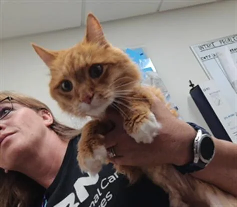 Mufasa