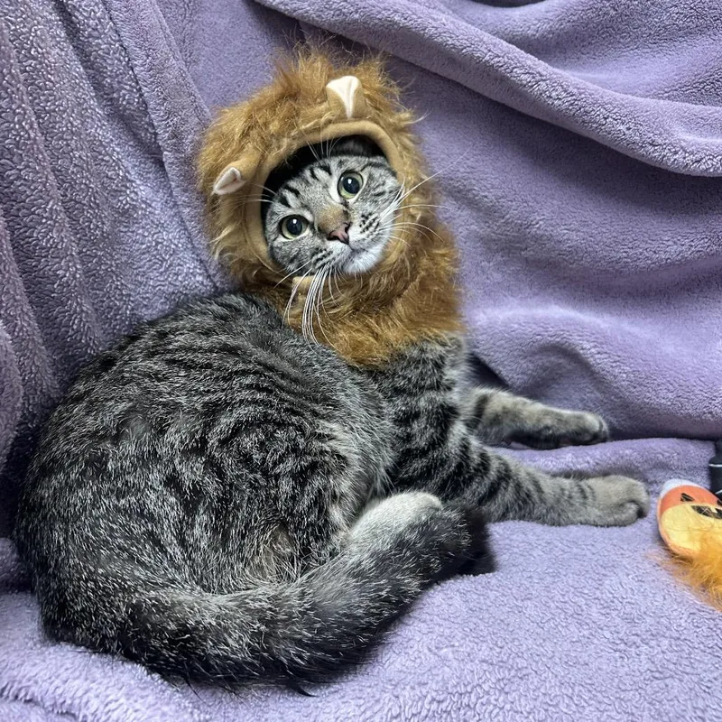 A young medium-sized male Brown / Chocolate Domestic Short Hair cat named Spice for adoption in Henderson, NV