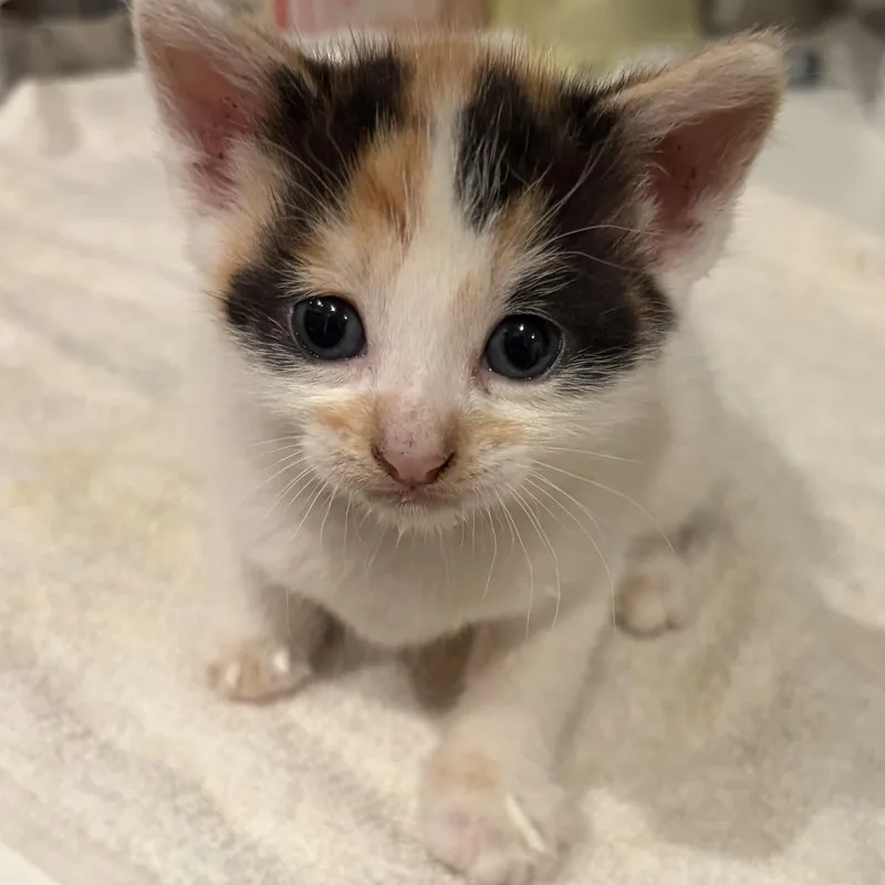 A baby small-sized female Calico Domestic Short Hair cat named Amelia Rose for adoption in Long Beach, CA