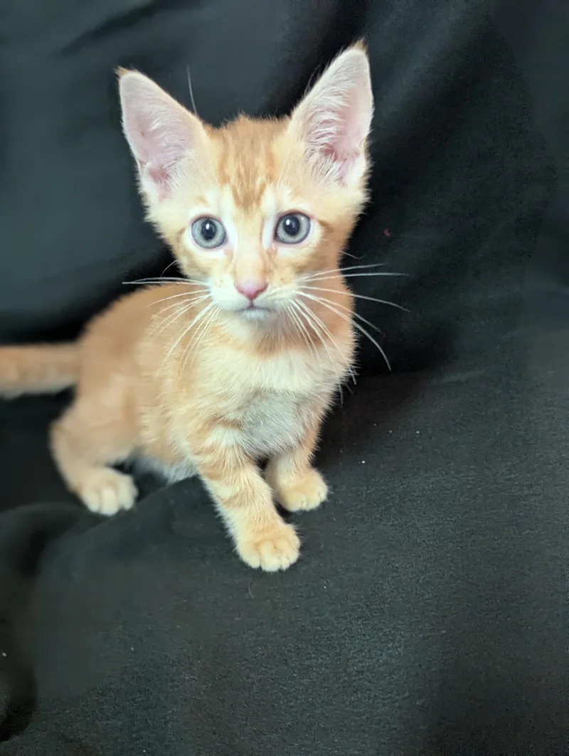 A baby medium-sized male Domestic Short Hair cat named Jack Skellington High for adoption in Haddon Heights, NJ