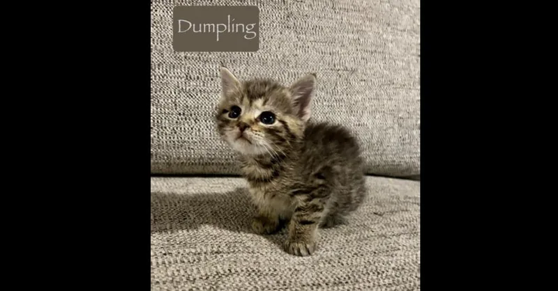 A baby small-sized male Brown / Chocolate Domestic Short Hair cat named Dumpling for adoption in Chalfont, PA