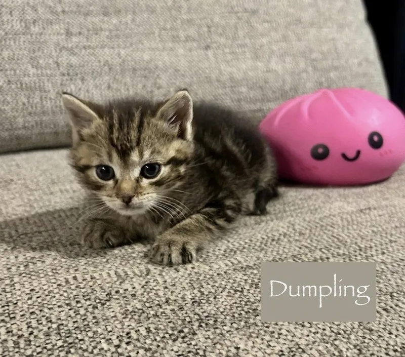 Dumpling thumbnail 3