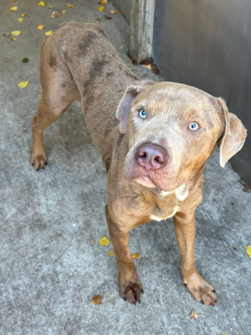An adult medium-sized male Brown / Chocolate Pit Bull Terrier dog named Brigadier for adoption in Chicago, IL