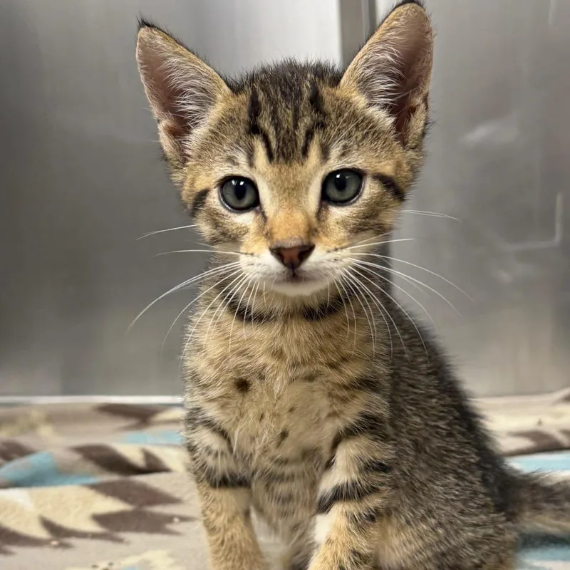 A baby small-sized male Brown / Chocolate Domestic Short Hair cat named Minerva for adoption in Bryan, TX