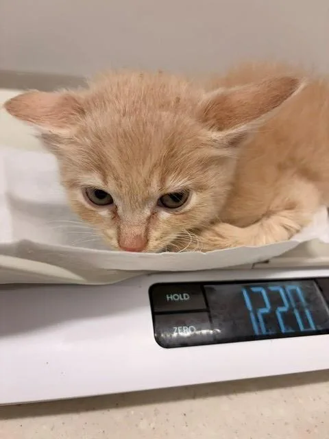 A baby small-sized male Domestic Short Hair cat named Caine for adoption in Baytown, TX