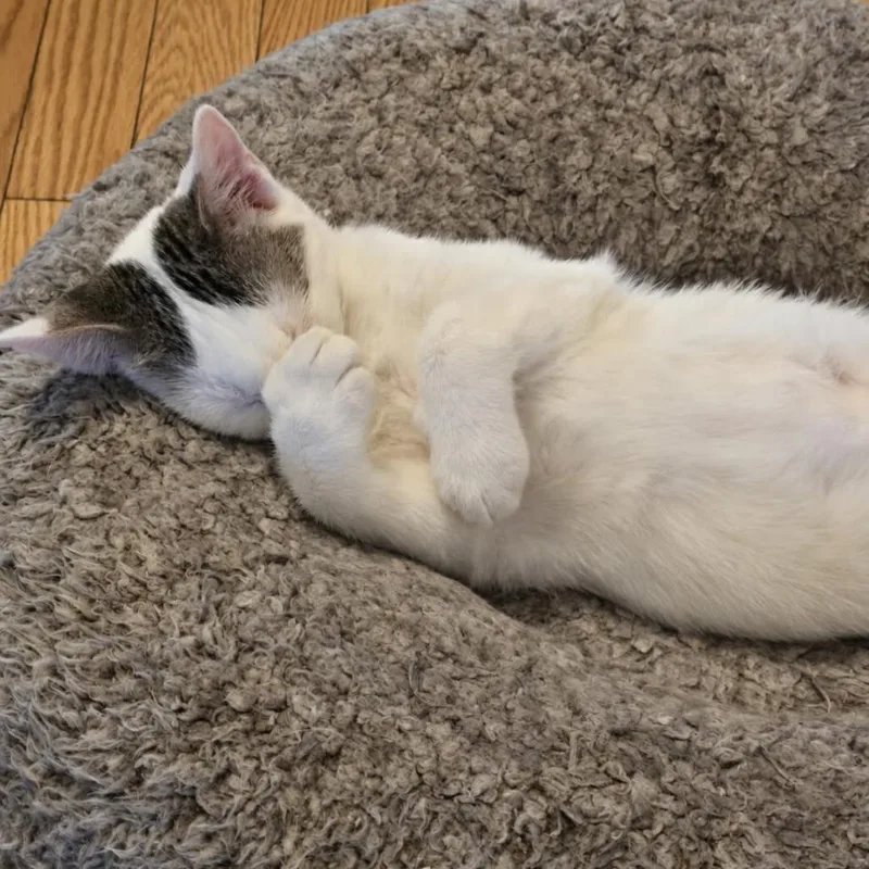 A baby small-sized male Domestic Short Hair cat named Ozzy for adoption in Jarrettsville, MD